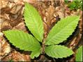 Sweet chestnut